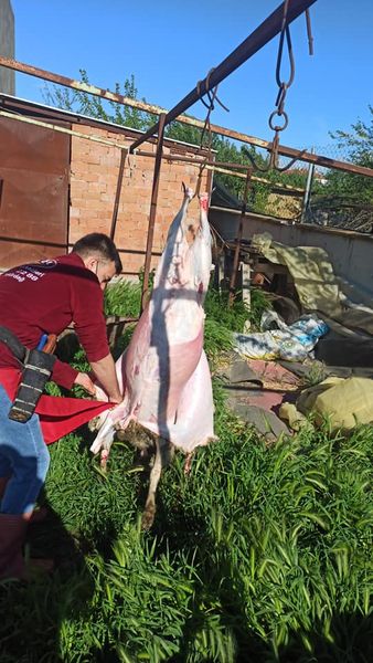 Bugün İhtiyaç Sahibi Ailelere TUNA Ailesinin Kurbanını Dağıttık 